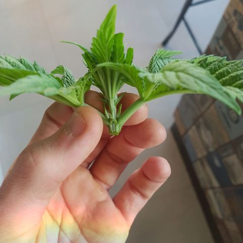 Blue Cheese growlog photo: Poda top
Lst
Desfoliacao