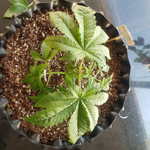 Blue Cheese growlog photo: Poda top
Lst
Desfoliacao