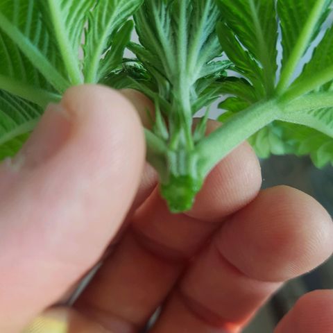 Blue Cheese growlog photo: Poda top
Lst
Desfoliacao