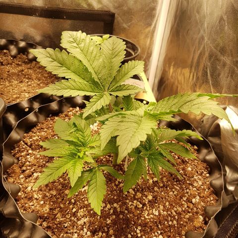 Blue Cheese growlog timeline photo