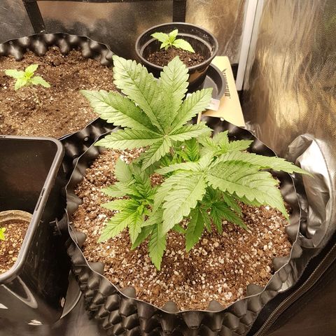 Blue Cheese growlog timeline photo