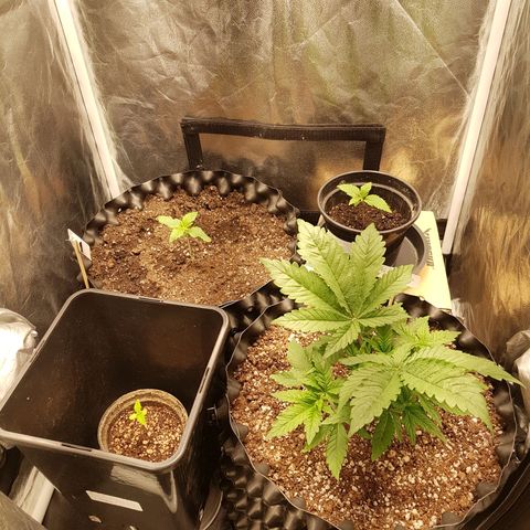 Blue Cheese growlog timeline photo
