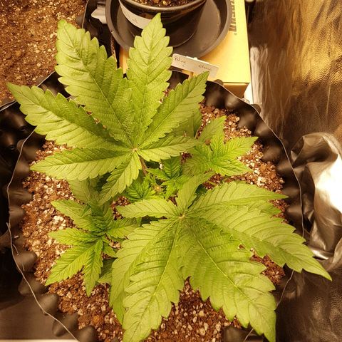 Blue Cheese growlog timeline photo