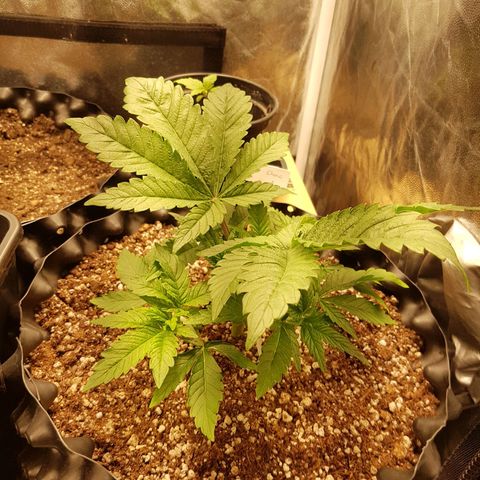 Blue Cheese growlog timeline photo