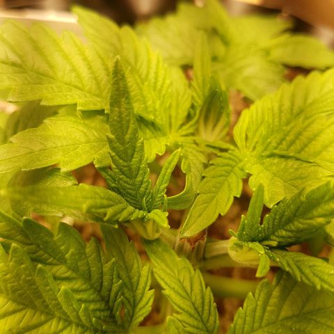 Blue Cheese growlog timeline photo