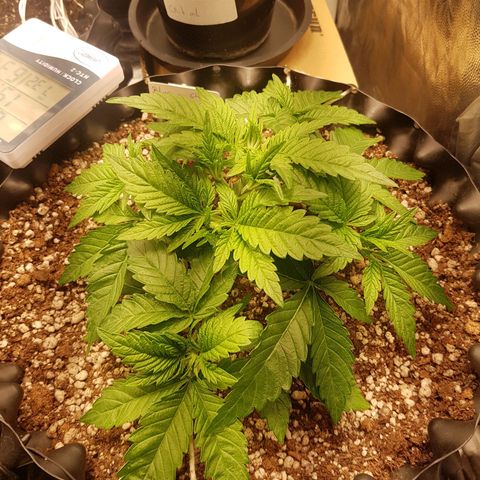 Blue Cheese growlog timeline photo