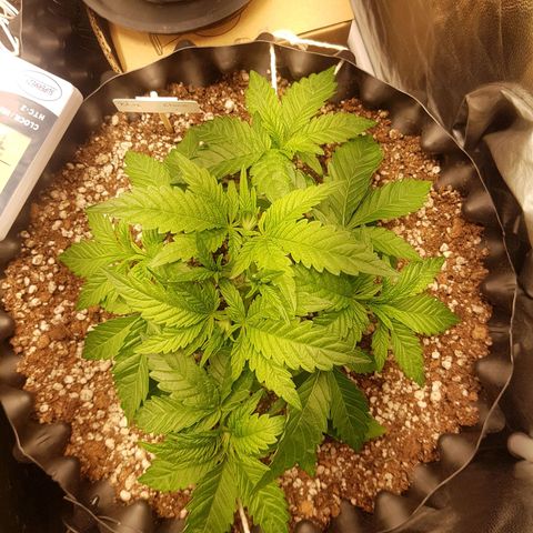 Blue Cheese growlog timeline photo