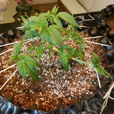Blue Cheese growlog timeline photo