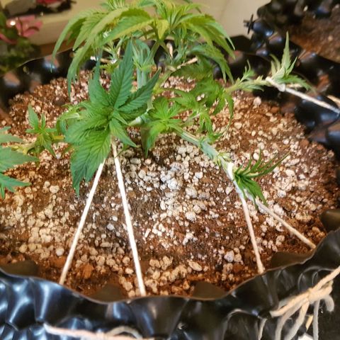 Blue Cheese growlog timeline photo