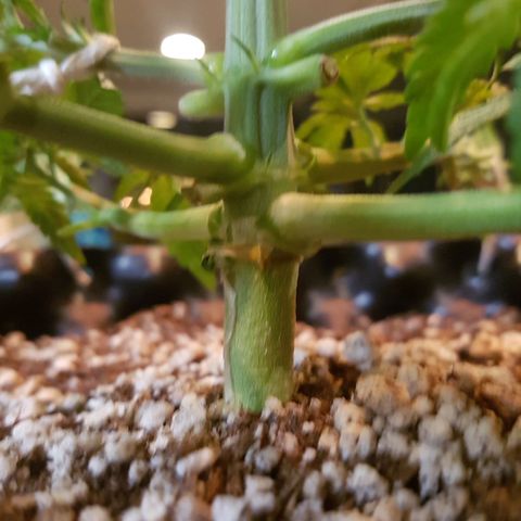 Blue Cheese growlog timeline photo