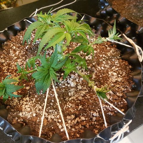 Blue Cheese growlog timeline photo