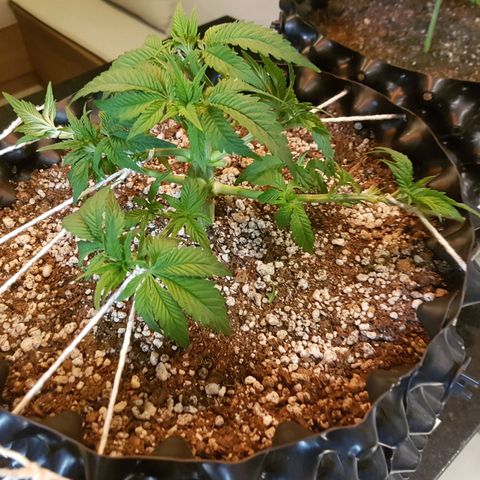 Blue Cheese growlog timeline photo