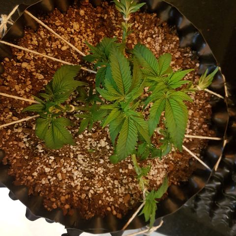 Blue Cheese growlog timeline photo