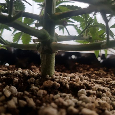 Blue Cheese growlog photo: Antes e depois da desfoliacao e LST