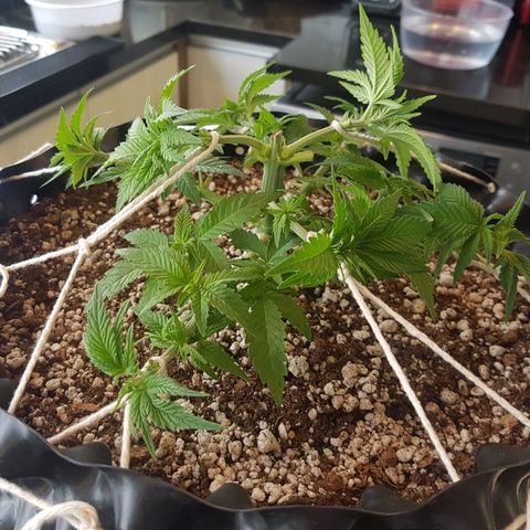 Blue Cheese growlog photo: Antes e depois da desfoliacao e LST