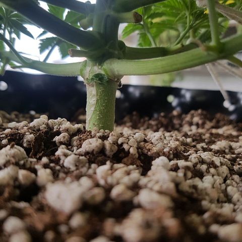 Blue Cheese growlog photo: Antes e depois da desfoliacao e LST