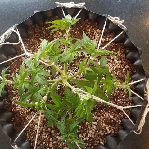 Blue Cheese growlog photo: Antes e depois da desfoliacao e LST