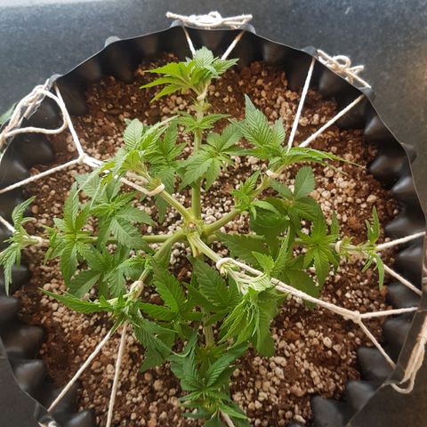 Blue Cheese growlog photo: Antes e depois da desfoliacao e LST