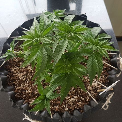 Blue Cheese growlog photo: Antes e depois da desfoliacao e LST