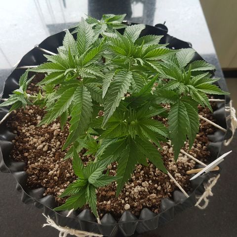 Blue Cheese growlog photo: Antes e depois da desfoliacao e LST