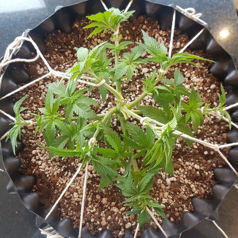Blue Cheese growlog photo: Antes e depois da desfoliacao e LST