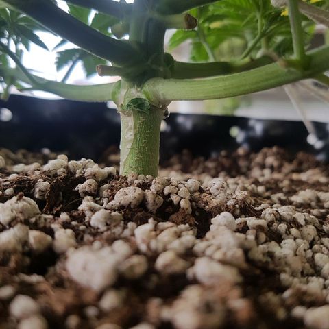 Blue Cheese growlog photo: Antes e depois da desfoliacao e LST