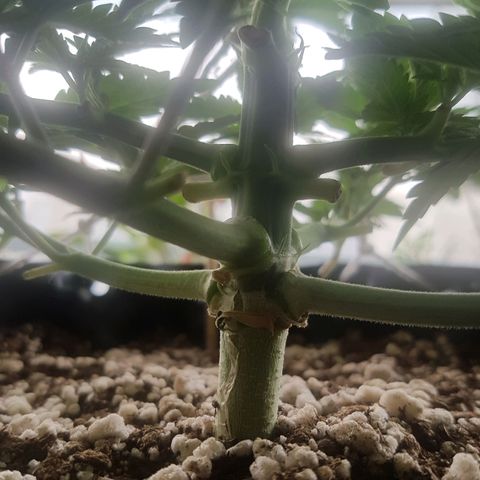 Blue Cheese growlog timeline photo
