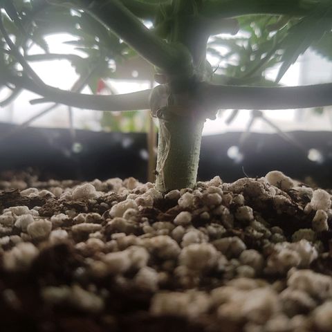 Blue Cheese growlog timeline photo