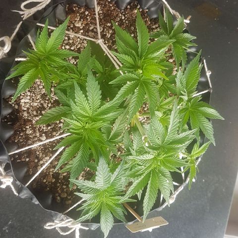 Blue Cheese growlog timeline photo