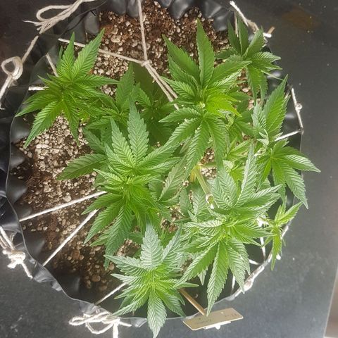 Blue Cheese growlog timeline photo