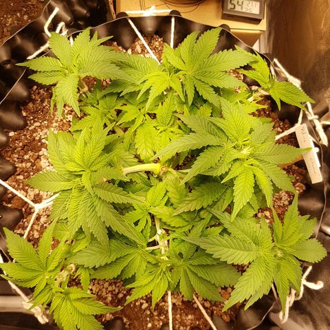 Blue Cheese growlog timeline photo