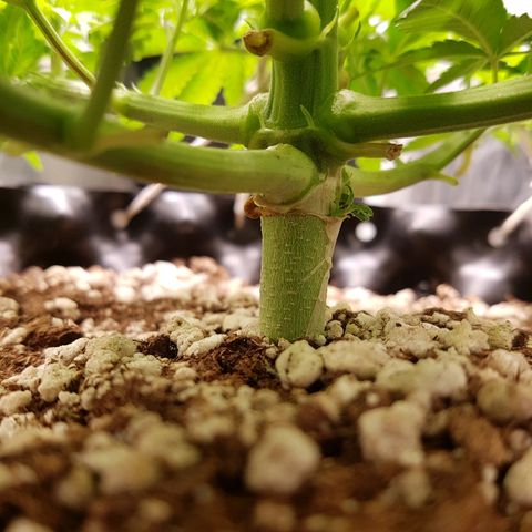 Blue Cheese growlog timeline photo