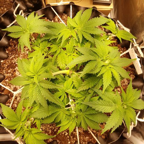 Blue Cheese growlog timeline photo