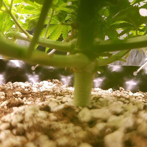 Blue Cheese growlog timeline photo
