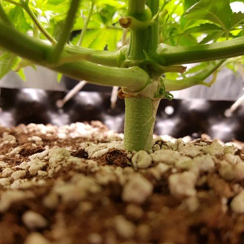 Blue Cheese growlog timeline photo