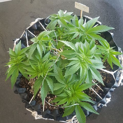 Blue Cheese growlog timeline photo