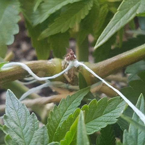 Blue Cheese growlog timeline photo