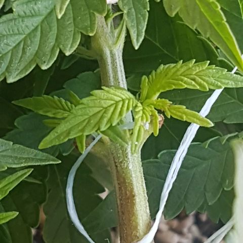 Blue Cheese growlog timeline photo