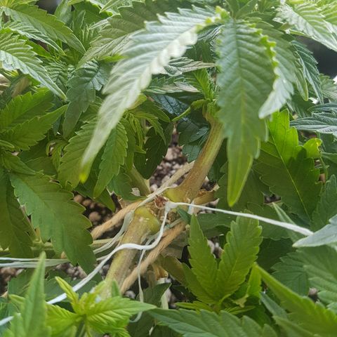 Blue Cheese growlog timeline photo