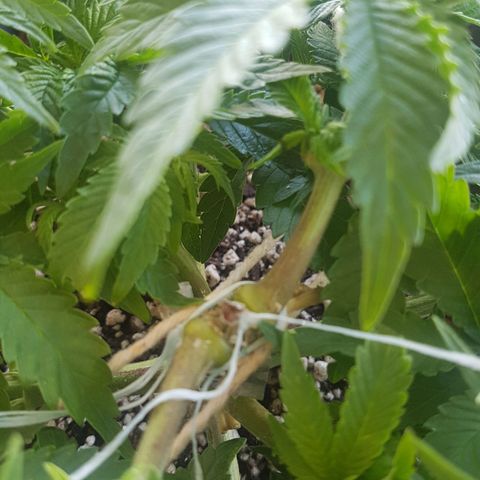 Blue Cheese growlog timeline photo