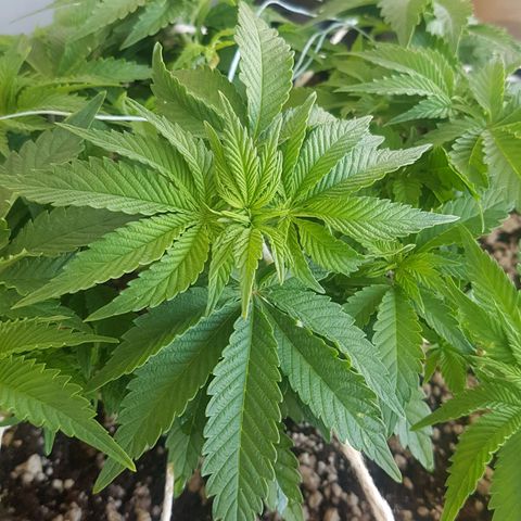 Blue Cheese growlog timeline photo