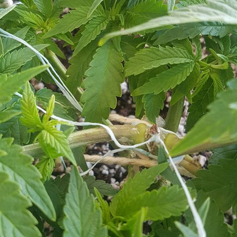 Blue Cheese growlog timeline photo