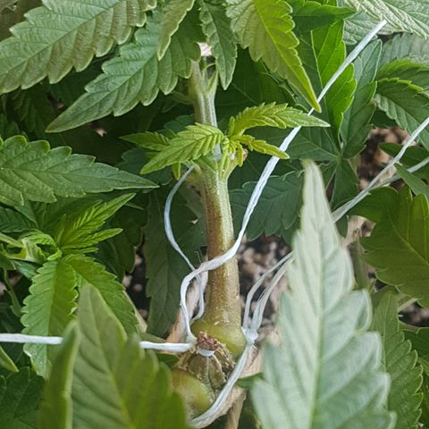 Blue Cheese growlog timeline photo