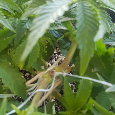 Blue Cheese growlog timeline photo