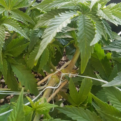 Blue Cheese growlog timeline photo