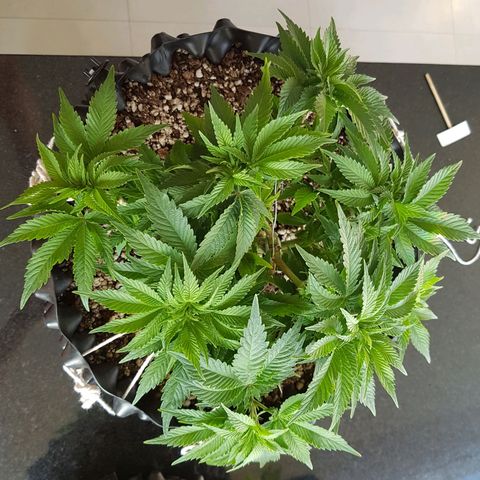 Blue Cheese growlog timeline photo
