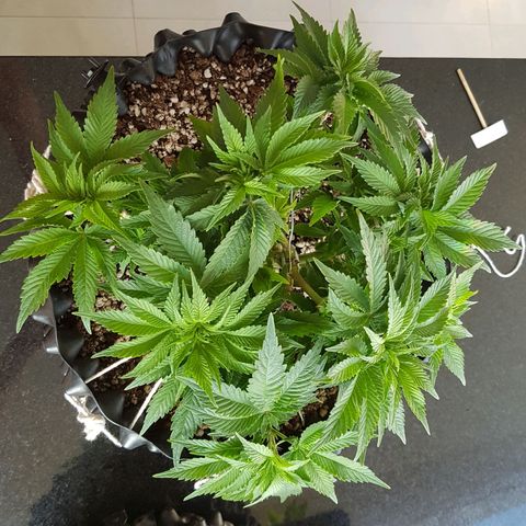 Blue Cheese growlog timeline photo