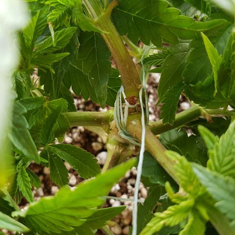 Blue Cheese growlog timeline photo