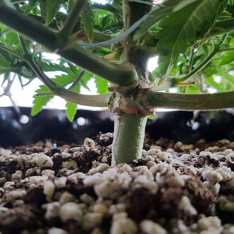 Blue Cheese growlog timeline photo
