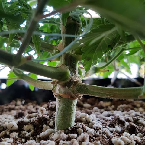 Blue Cheese growlog timeline photo